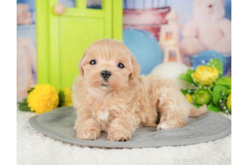 販売中の千葉県のマルプー:マルチーズ×トイプードル-382939の6枚目